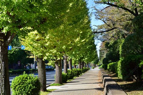 銀杏 樹|銀杏